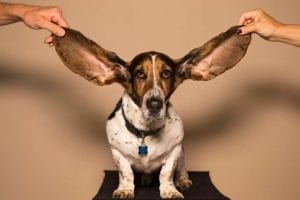 Read more about the article Jak sprawdzić czy pies słyszy i jak pomóc głuchemu psu?