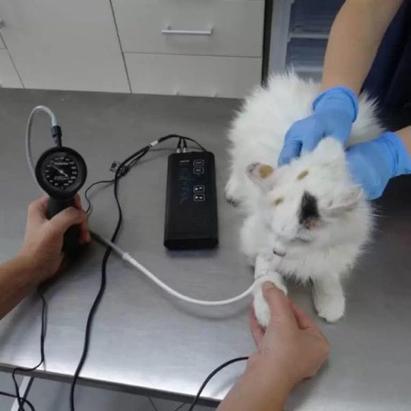 Lux-Vet - Pomiar ciśnienia krwi u kota
