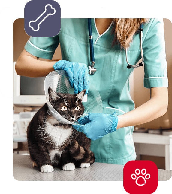 Lux-Vet - ortopedia