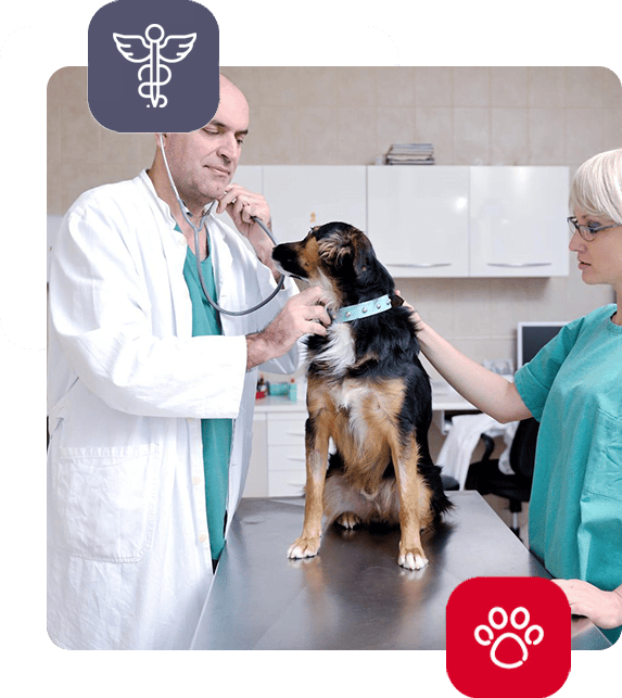 Lux-Vet - jak przygotować zwierze do szpitala