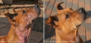 Read more about the article Nużeniec (nużyca) u psa, jego objawy, przyczyny i sposoby leczenia