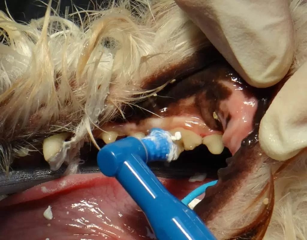 Leczenie zębów u psów