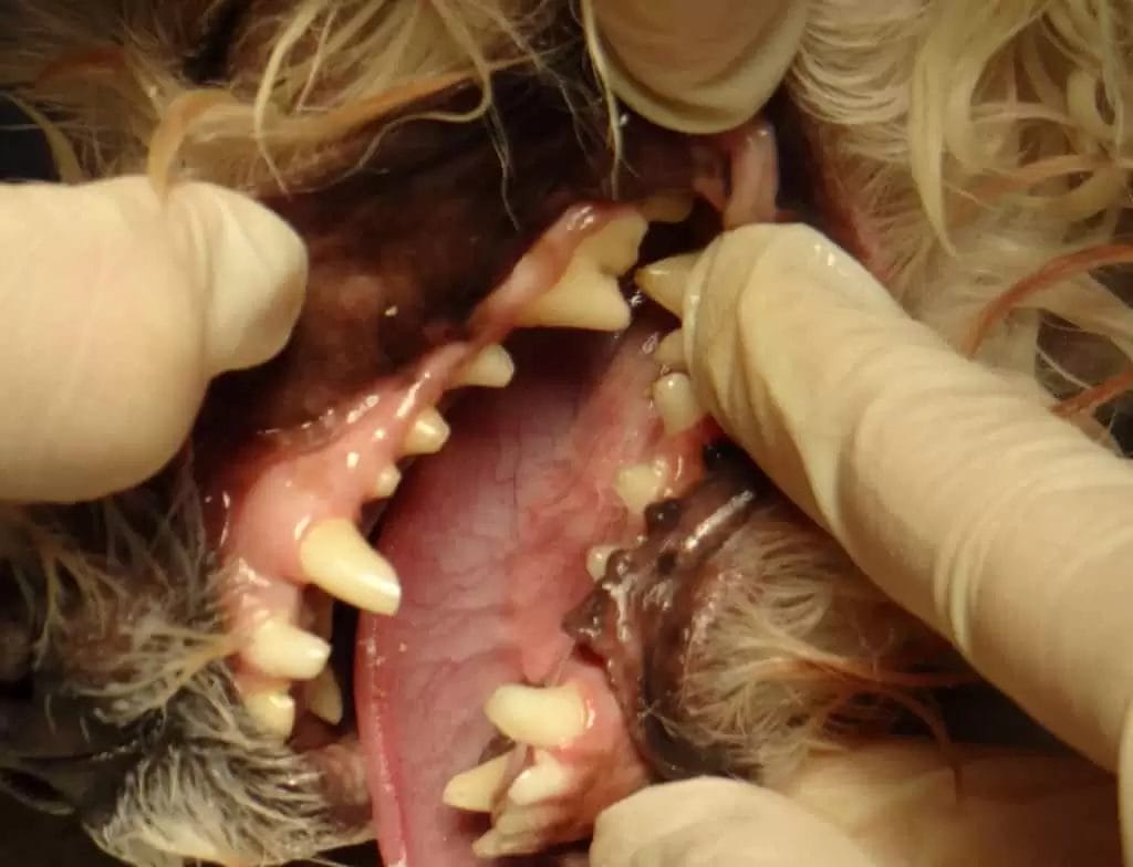 Choroby zębów psów