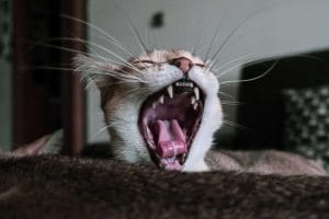 Read more about the article Czy koty mają mleczaki – jak należy dbać o zęby mleczne u kota?