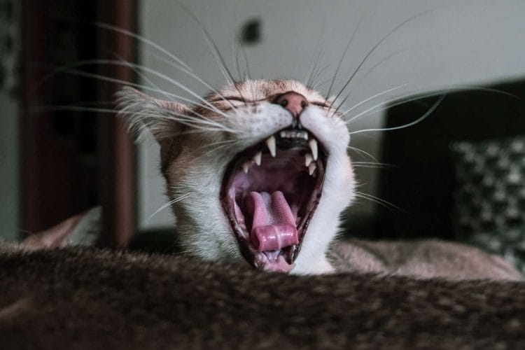 Czy koty mają mleczaki – jak należy dbać o zęby mleczne u kota?