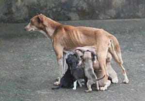 Read more about the article Rozmnażanie psów bez rodowodów – czy można i czy warto?