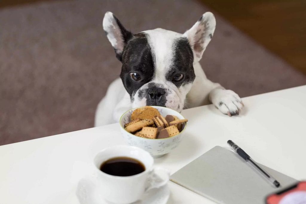 Czym nie wolno karmić psa, czyli czy resztki z obiadu to dla psa dobry pomysł