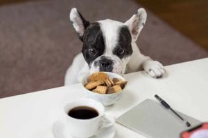 Read more about the article Czym nie wolno karmić psa, czyli czy resztki z obiadu to dla psa dobry pomysł