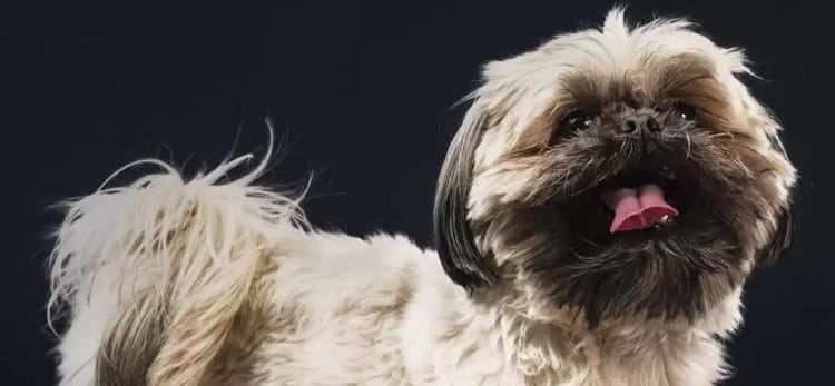 Fryzjer dla psów – konieczność czy fanaberia?