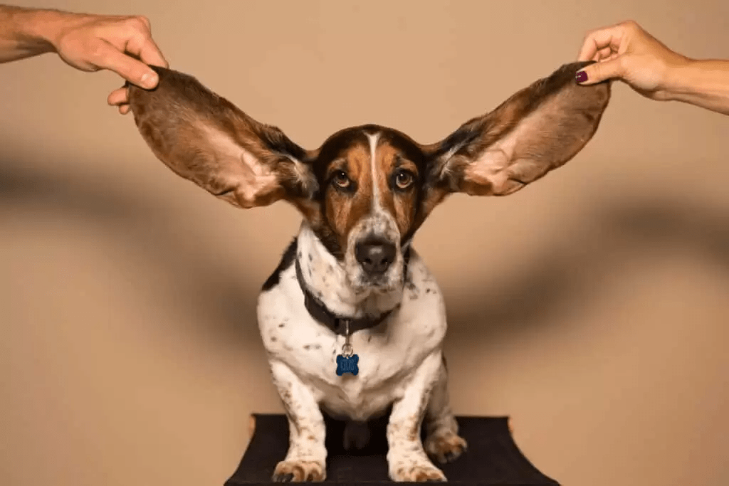 Jak czyścić psu uszy?