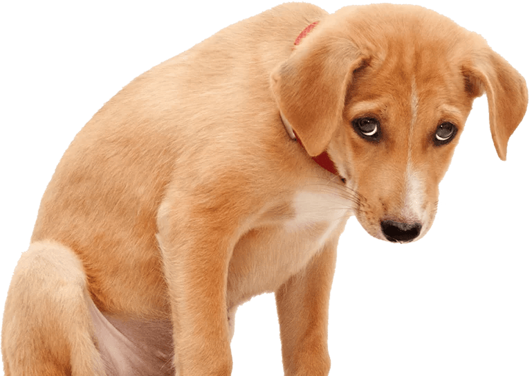 Łysienie u psa, czyli dlaczego pies łysieje?