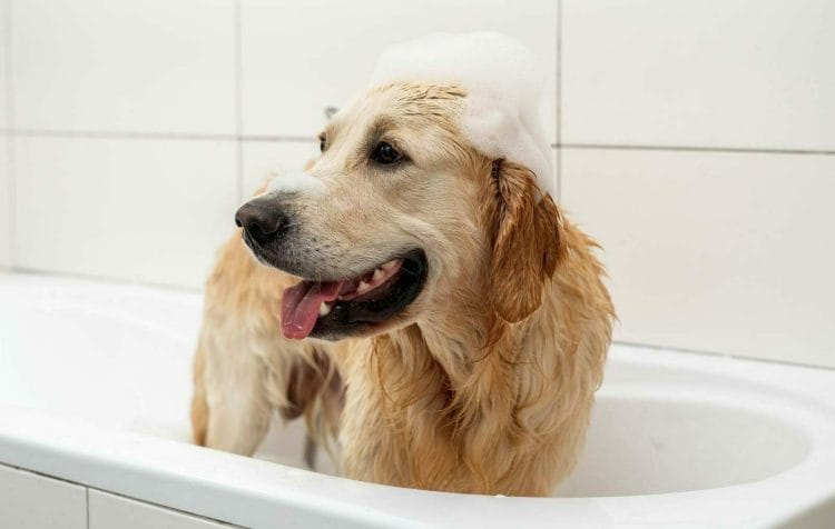 Jak odpowiednio wykąpać psa: Poradnik — Lux-Vet