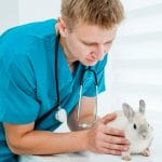 doctor veterenarii with a rabbit